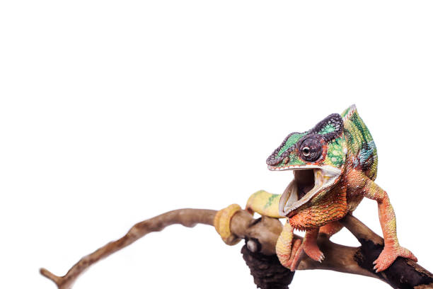 istock Nosy Mitsio panther chameleon on white background furcifer pardalis 915052982
