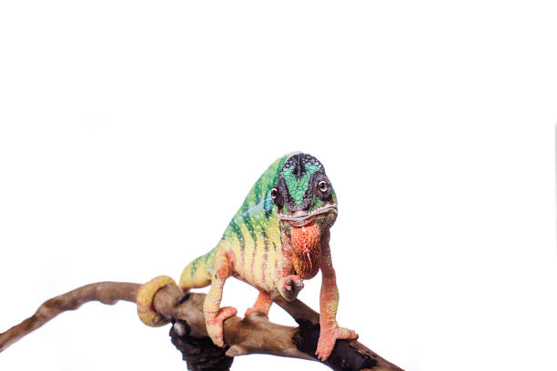istock Nosy Mitsio panther chameleon on white background furcifer pardalis 915052986