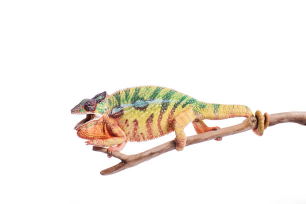 istock Nosy Mitsio panther chameleon on white background furcifer pardalis 915052988
