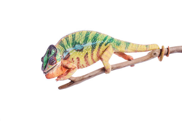 istock Nosy Mitsio panther chameleon on white background furcifer pardalis 915052990