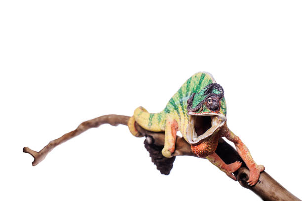 istock Nosy Mitsio panther chameleon on white background furcifer pardalis 915052994