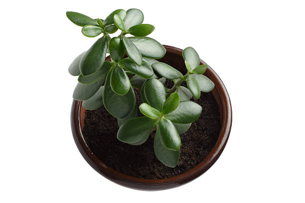 Succulent houseplant Crassula in a pot on a white background. View from above