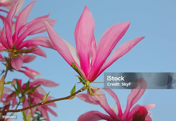 Różowy Magnolia - zdjęcia stockowe i więcej obrazów Bez ludzi - Bez ludzi, Drzewo, Fotografika