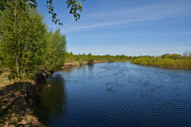 istock The river flows in the spring among the woods. 915056158