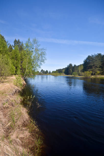 istock The river flows in the spring among the woods. 915056182