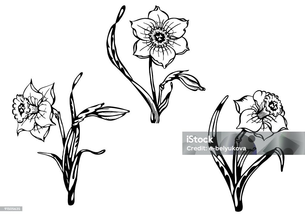 Narcisse. - Illustration de Arbre en fleurs libre de droits