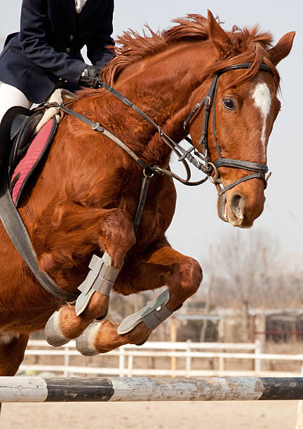 istock horse and jockey jumping 91505929
