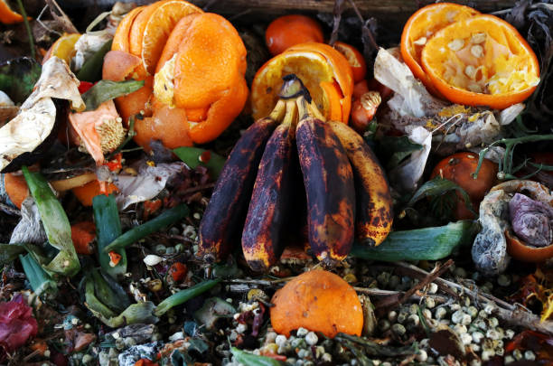 rotten, old fruit and vegetables. fruit and vegetable waste on compost - rotting banana vegetable fruit imagens e fotografias de stock