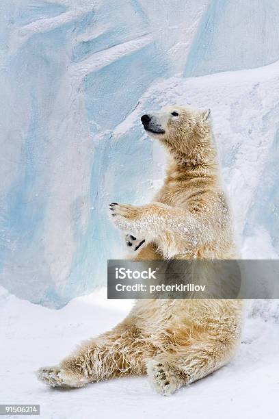 북극곰 In 동물원 북극곰에 대한 스톡 사진 및 기타 이미지 - 북극곰, 앉음, 0명