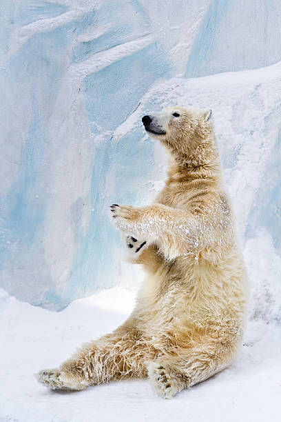 Polar bear in Zoo stock photo