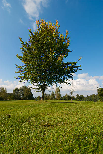 single tree on green field with blue sky stock photo