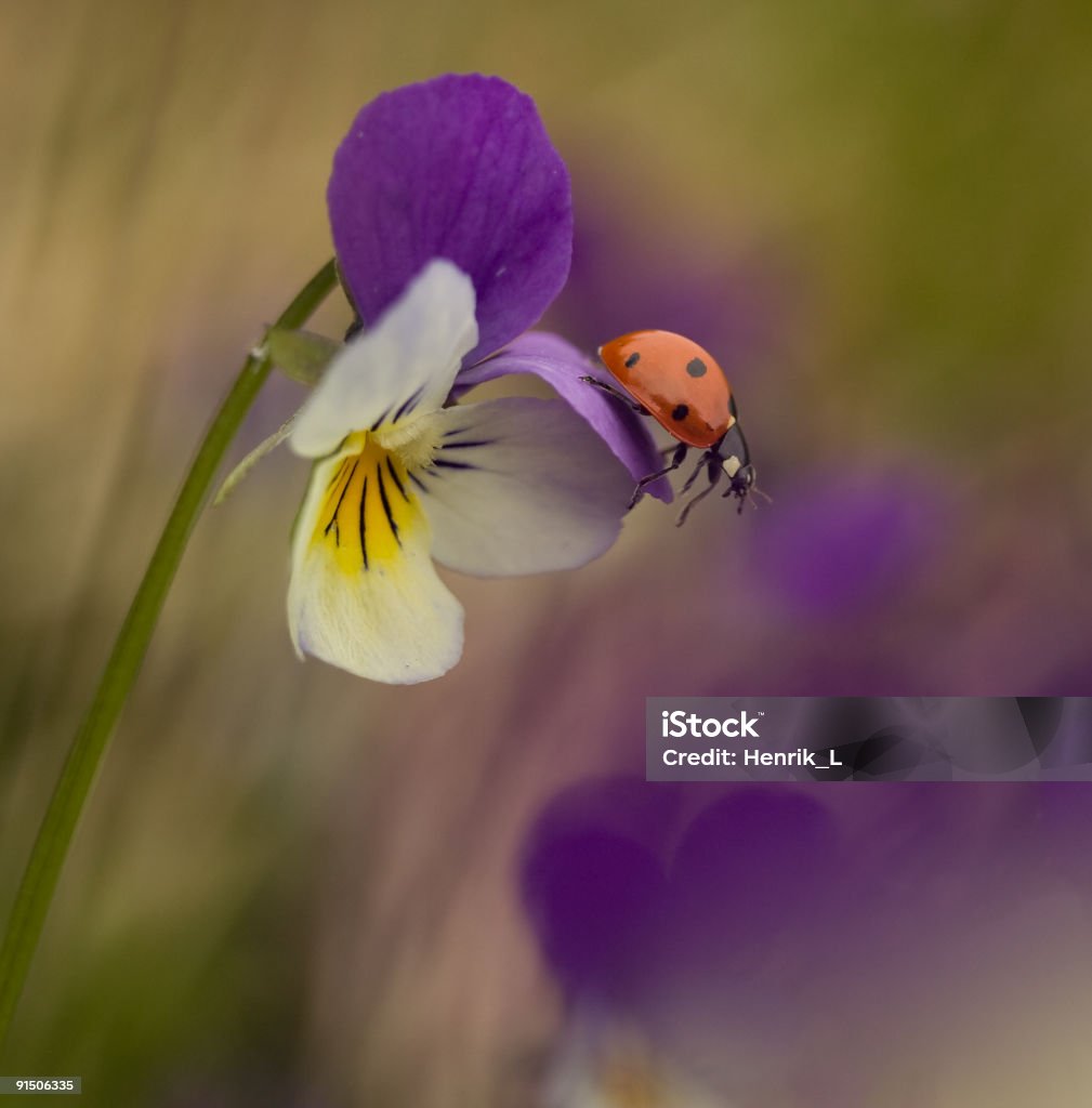 Marienkäfer-auf heartsease - Lizenzfrei Blume Stock-Foto