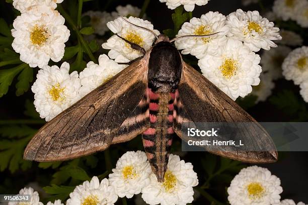 Privet Hawkmoth On White Flowes Stock Photo - Download Image Now - Night, Flower, Moth