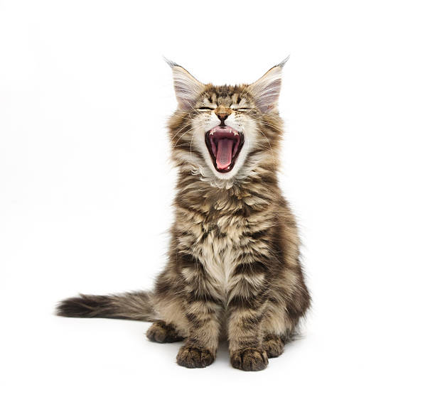 yawning maine coon kitten  animal tongue stock pictures, royalty-free photos & images