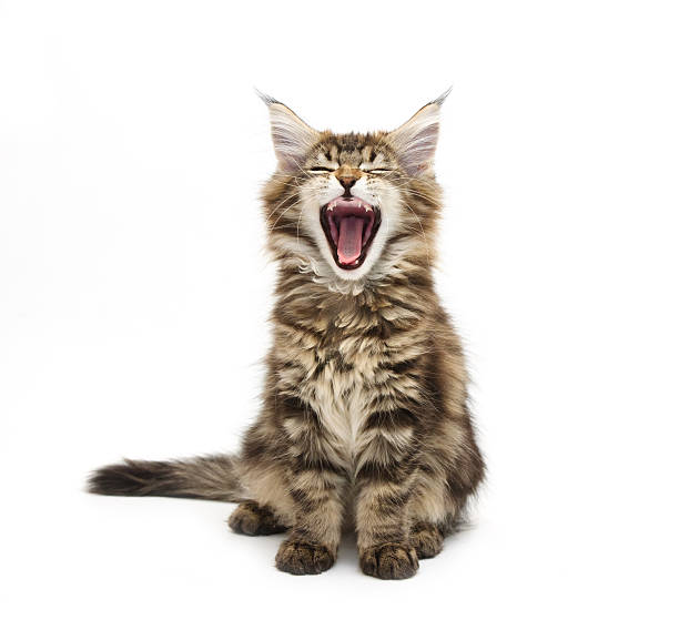 зевать мейн кун-kitten - animal tongue стоковые фото и изображения