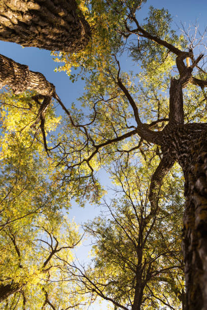 istock Colors of Autumn 915063966