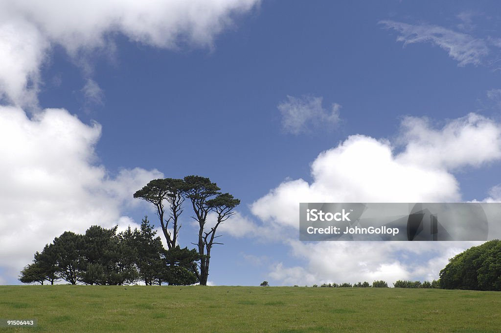 Arbres - Photo de Angleterre libre de droits