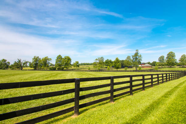 Black wooden fence  and green pastures of horse farms. stock photo