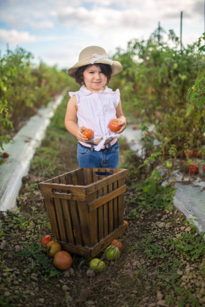 istock Little girl in tomato field 915067088