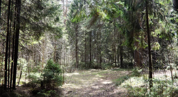 istock Pine forest. Depths of a forest. Journey through forest paths. T 915067200