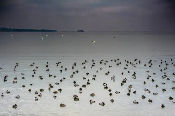 Winter at lake constance with ducks and ferry boat