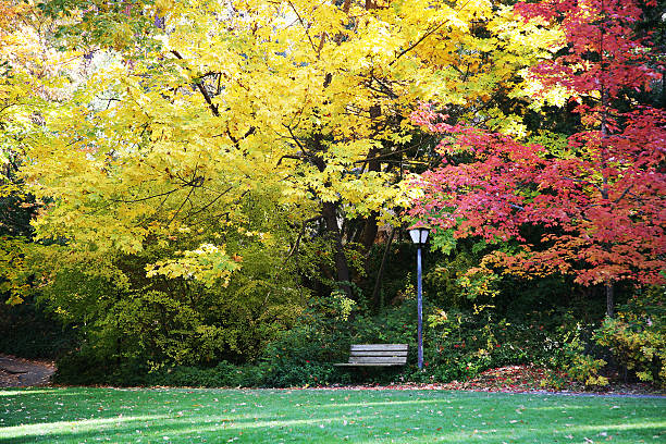 Autumn in the Park stock photo