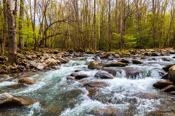 rio da floresta. cascatas de água sobre as rochas em great smoky mountains national park, estados unidos da américa - gatlinburg great smoky mountains national park nature water - fotografias e filmes do acervo