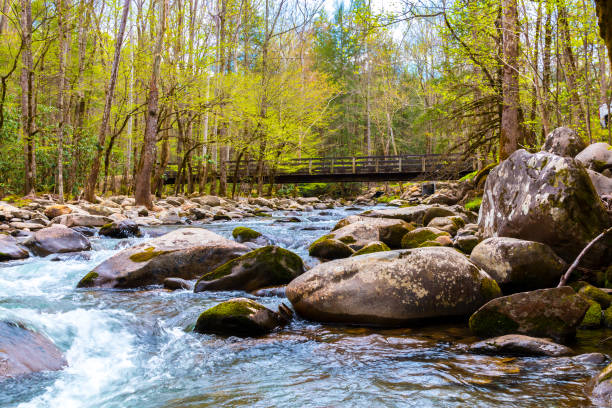 森川。グレート ・ スモーキー山脈国立公園、米国で岩の上の水のカスケード - waterfall great smoky mountains great smoky mountains national park tennessee ストックフォトと画像