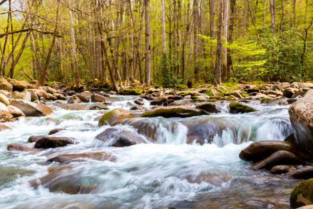 rio da floresta. cascatas de água sobre as rochas em great smoky mountains national park, estados unidos da américa - gatlinburg waterfall smoke usa - fotografias e filmes do acervo