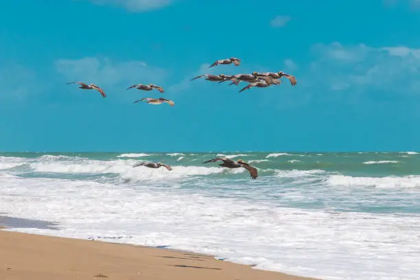 Brown pelicans flying over the Atlantic ocean. Florida, USA