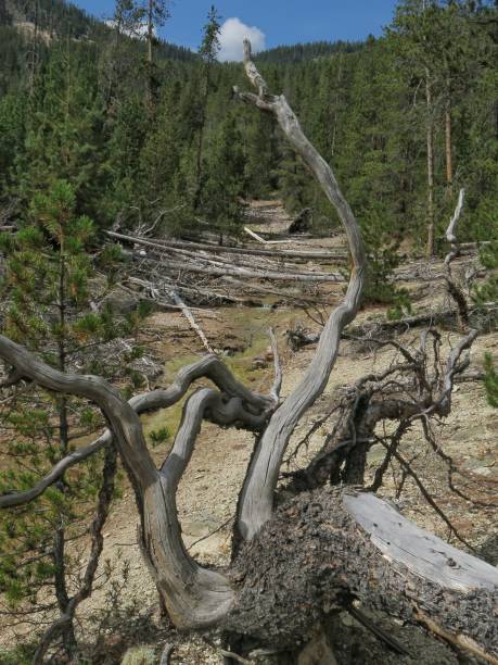 istock Uprooted Dead Tree Roots, Yellowstone National Park Forest Thermal Landscape 915070558