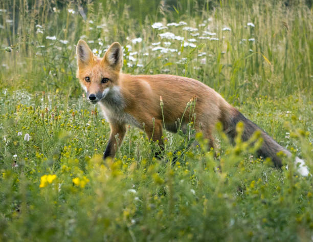 istock Red Fox in the Brush Photograph 915070886