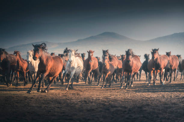 istock Wild Horses running in mountain 915070956