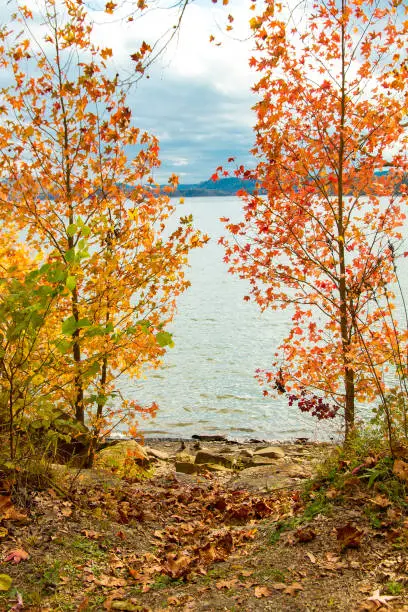 Photo of View of lake through beautiful autumn maple trees.