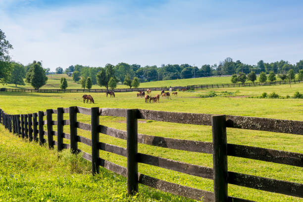 cavalos na fazenda de criação de cavalos.  país paisagem. - farm fence - fotografias e filmes do acervo