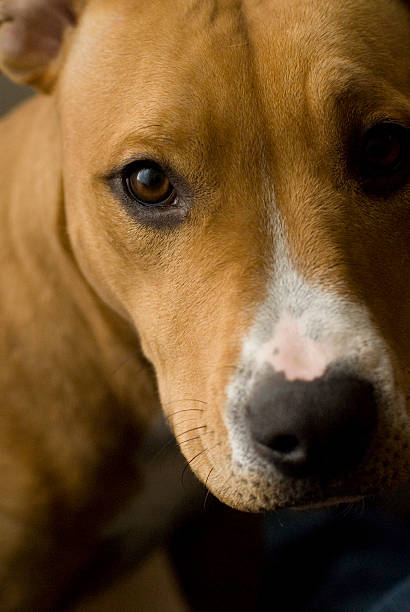 Dog - Pitbull Cross stock photo