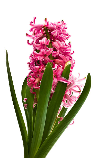 istock hyacinthus flowers, background 91507430