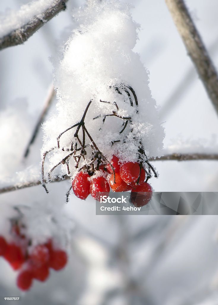 Rote Beeren im Schnee - Lizenzfrei Ast - Pflanzenbestandteil Stock-Foto