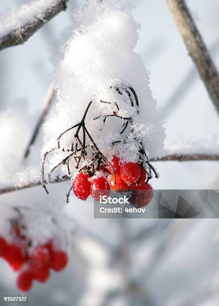 Bayas Rojas Bajo La Nieve Foto de stock y más banco de imágenes de Aire libre - Aire libre, Alimento, Arbusto