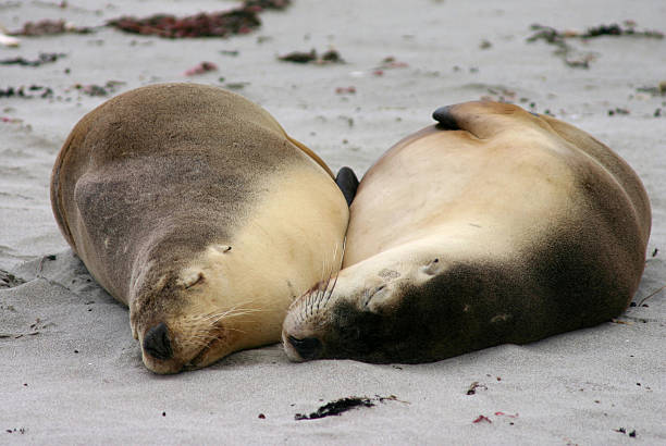 istock Australian sea lions sleep on a beach 91507765