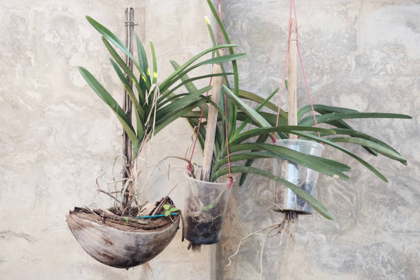 istock growing Orchids in used plastic cups and coconut shell, reuse recycle eco concept 915078002