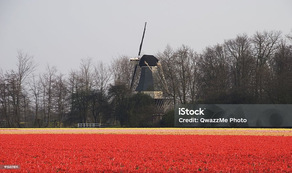 Paesaggio di primavera olandese - Foto stock royalty-free di Albero