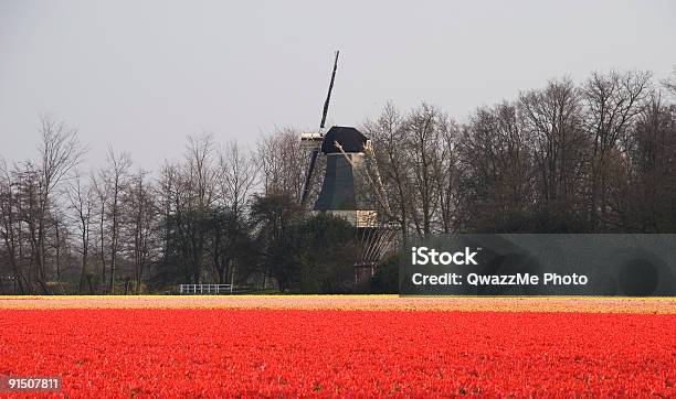 Paesaggio Di Primavera Olandese - Fotografie stock e altre immagini di Albero - Albero, Ambientazione esterna, Arancione