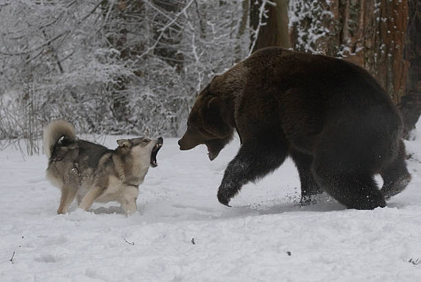 caza de soportar. - winter bear fotografías e imágenes de stock
