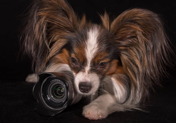 istock Beautiful dog Continental Toy Spaniel Papillon with camera on black background 915079094