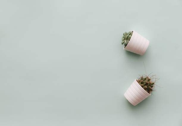 istock Neutral Minimalist Flat Lay Scene With potted cactus. Simple design for bloggers 915079274