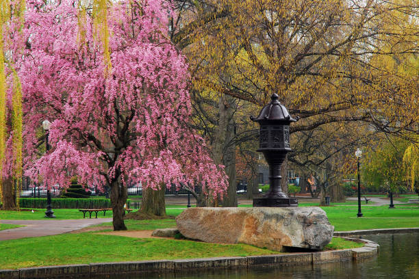 꽃 나무와 보스턴 공통에서 아시아 랜 턴 - massachusetts landscape new england spring 뉴스 사진 이미지