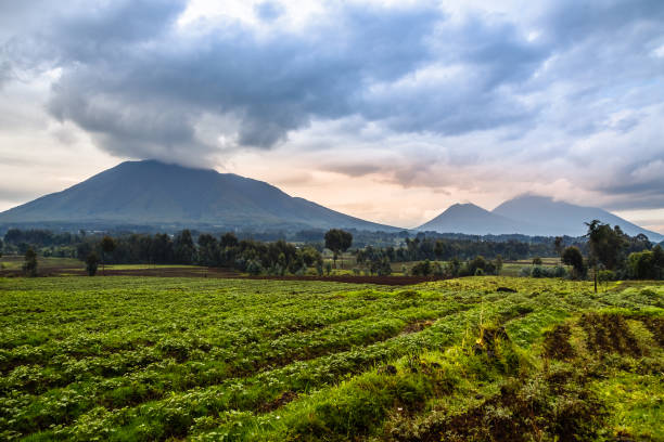 Virunga volcano national park landscape with green farmland fields in the foreground, Rwanda Virunga volcano national park landscape with green farmland fields in the foreground, Rwanda rwanda photos stock pictures, royalty-free photos & images