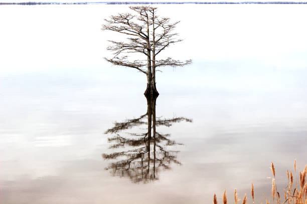 Bald Cypress Tree with Stunning Reflection stock photo