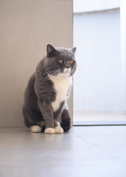 istock Grey cat, shot indoors 915083104